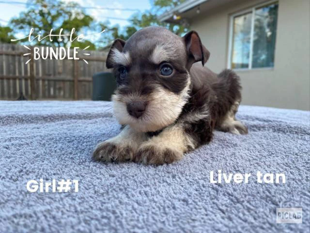 4 girls & 5 boys Miniature Schnauzers Puppies