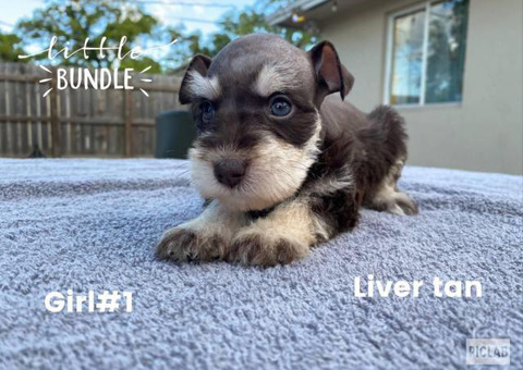 4 girls & 5 boys Miniature Schnauzers Puppies