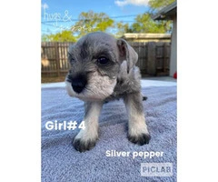 4 girls & 5 boys Miniature Schnauzers Puppies