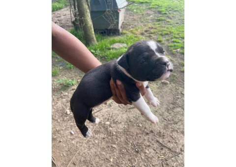 Male Pitbull puppy looking for new home