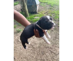 Male Pitbull puppy looking for new home