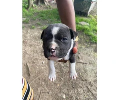 Male Pitbull puppy looking for new home - 2