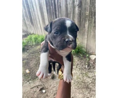 Male Pitbull puppy looking for new home - 3