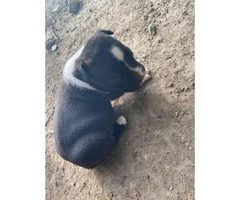 Male Pitbull puppy looking for new home - 4