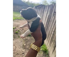Male Pitbull puppy looking for new home - 7