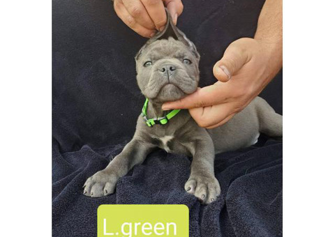 Champion pedigree Cane corso puppies