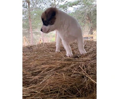 8 weeks old Jack Russel Terrier puppies - 9