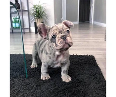 Blue pied and Merle French Bulldog Puppies - 1