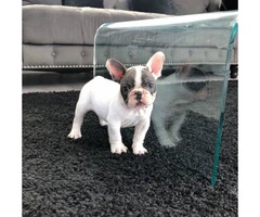Blue pied and Merle French Bulldog Puppies - 2