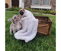 Blue pied and Merle French Bulldog Puppies - 3