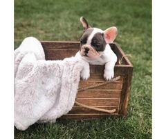 Blue pied and Merle French Bulldog Puppies - 5