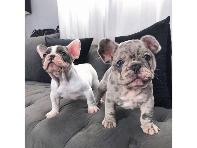 Blue pied and Merle French Bulldog Puppies in Santa Ana ...