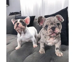 Blue pied and Merle French Bulldog Puppies - 6