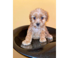 2 Boys And 1 Girl Maltipoo Puppies In Pomona California Puppies For Sale Near Me