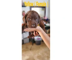 4 purebred AKC Chocolate lab females puppies available