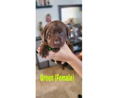 4 purebred AKC Chocolate lab females puppies available - 2