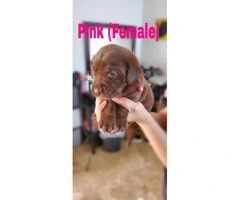 4 purebred AKC Chocolate lab females puppies available - 3