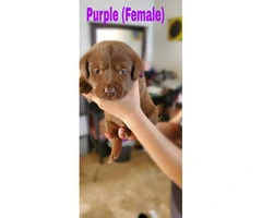 4 purebred AKC Chocolate lab females puppies available - 4