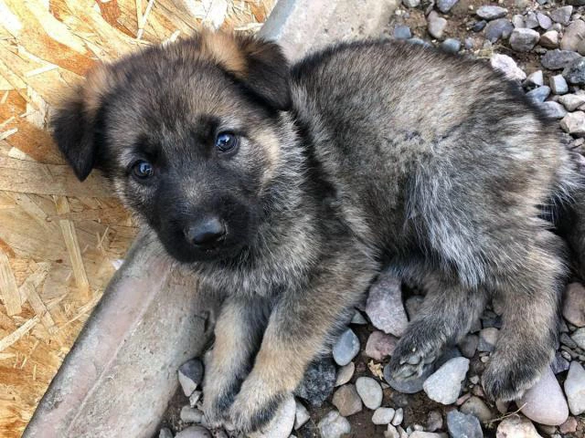 Gorgeous German Shepard Purebreed puppies