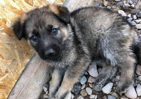 Gorgeous German Shepard Purebreed puppies