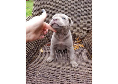4 males Bull Pei puppies for sale