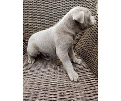 4 males Bull Pei puppies for sale - 2