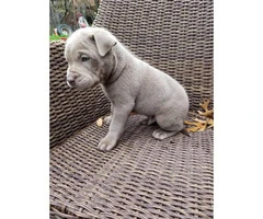 4 males Bull Pei puppies for sale - 3