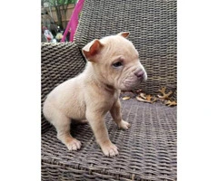 4 males Bull Pei puppies for sale - 6