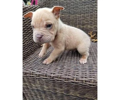 4 males Bull Pei puppies for sale - 7
