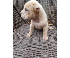 4 males Bull Pei puppies for sale - 8