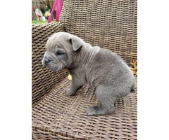 4 males Bull Pei puppies for sale - 9