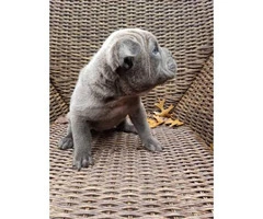 4 males Bull Pei puppies for sale - 11
