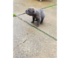 4 males Bull Pei puppies for sale - 12
