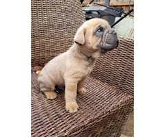 4 males Bull Pei puppies for sale - 13