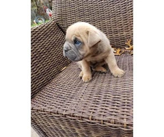 4 males Bull Pei puppies for sale - 14