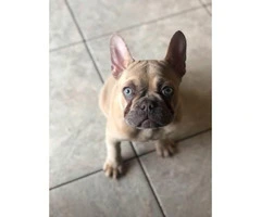 4 months old Lilac fawn French Bulldog puppy