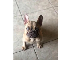 4 months old Lilac fawn French Bulldog puppy - 2