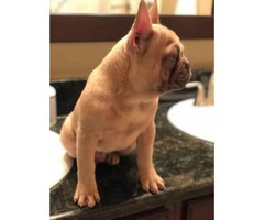 4 months old Lilac fawn French Bulldog puppy - 3