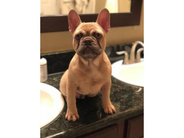 4 months old Lilac fawn French Bulldog puppy in Mesquite