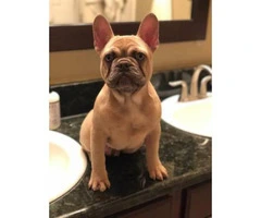 4 months old Lilac fawn French Bulldog puppy - 4