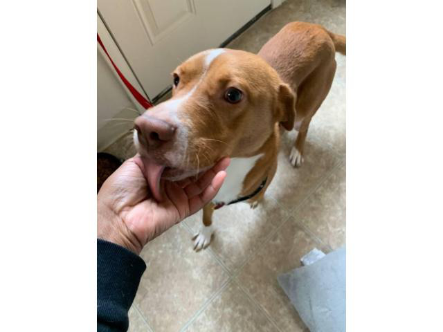 one-year-old-lab-puppy-looking-for-a-new-home-kettering-puppies-for