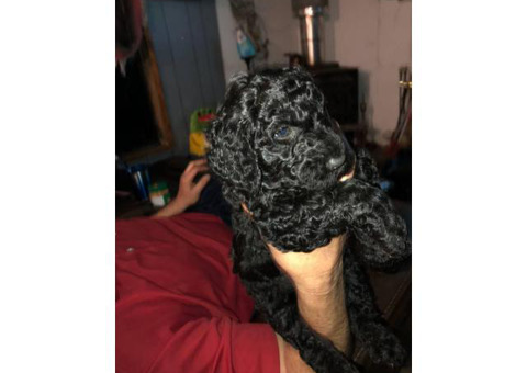 Excellent bloodlines Standard Poodle puppies