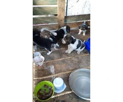 litter of purebred Beagle puppies - 1