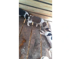 litter of purebred Beagle puppies - 3