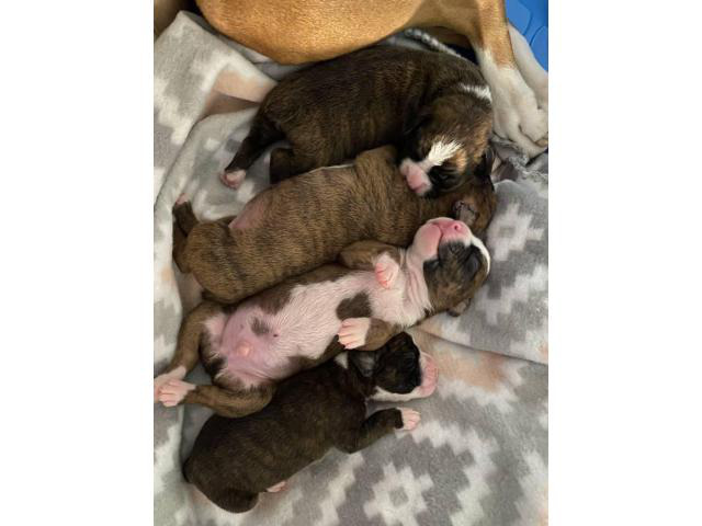 4 purebred boxers need good home in Orlando, Florida - Puppies for Sale