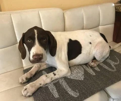3 month old German shorthaired pointer for rehoming