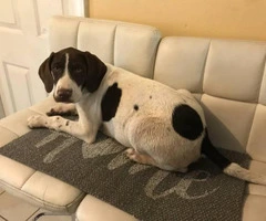 3 month old German shorthaired pointer for rehoming - 2