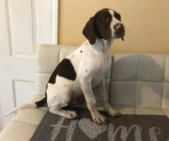 3 month old German shorthaired pointer for rehoming - 3