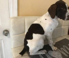 3 month old German shorthaired pointer for rehoming - 4
