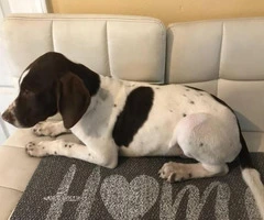 3 month old German shorthaired pointer for rehoming - 5